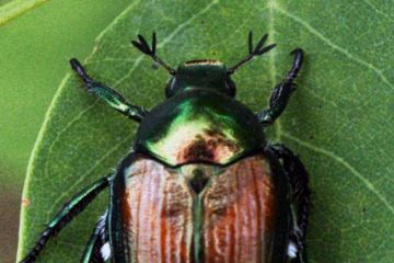 Popillia japonica - Piano d’azione per i comuni ricadenti in zona infestata
